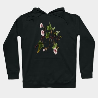 Uala Hawaiian Sweet Potato Vine Botanical Vector Art Hoodie